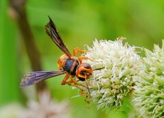 Cerceris bicornuta