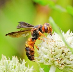 Cerceris bicornuta