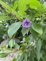 Eriolarynx australis