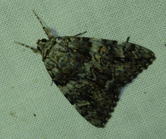 Catocala promissa