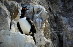 Leucocarbo magellanicus