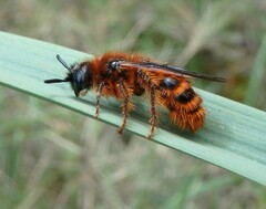Dasyscolia ciliata