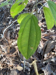 Miconia xalapensis