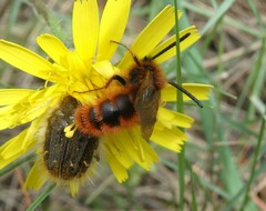 Dasyscolia ciliata