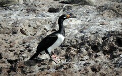 Leucocarbo magellanicus