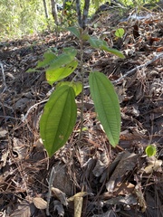 Miconia xalapensis
