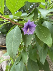 Eriolarynx australis