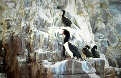 Leucocarbo magellanicus