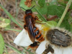 Dasyscolia ciliata