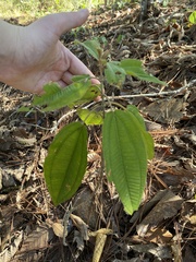 Miconia xalapensis