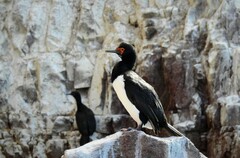 Leucocarbo magellanicus