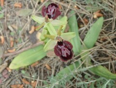 Ophrys sphegodes atrata