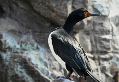 Leucocarbo magellanicus