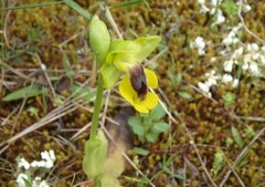Ophrys lutea
