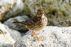 Anthus pratensis