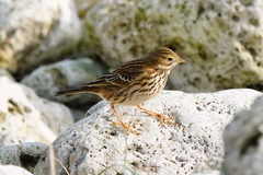 Anthus pratensis