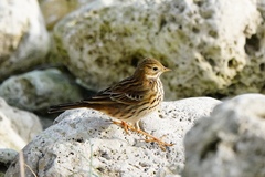 Anthus pratensis