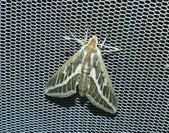 Hyles livornicoides