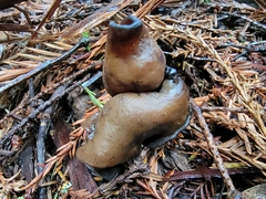 Gyromitra infula