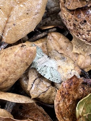 Hydriomena nubilofasciata
