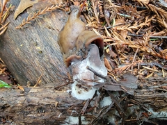 Gyromitra infula