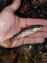 Salvelinus fontinalis fontinalis