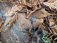 Gyromitra infula