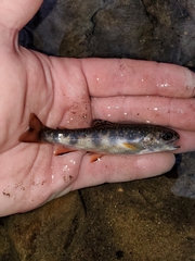 Salvelinus fontinalis fontinalis