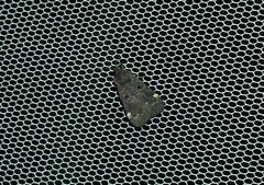 Hydrillodes funestalis