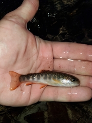 Salvelinus fontinalis fontinalis