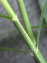 Poaceae