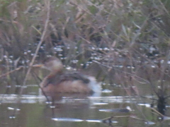 Tachybaptus ruficollis poggei