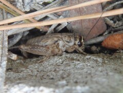 Eumodicogryllus