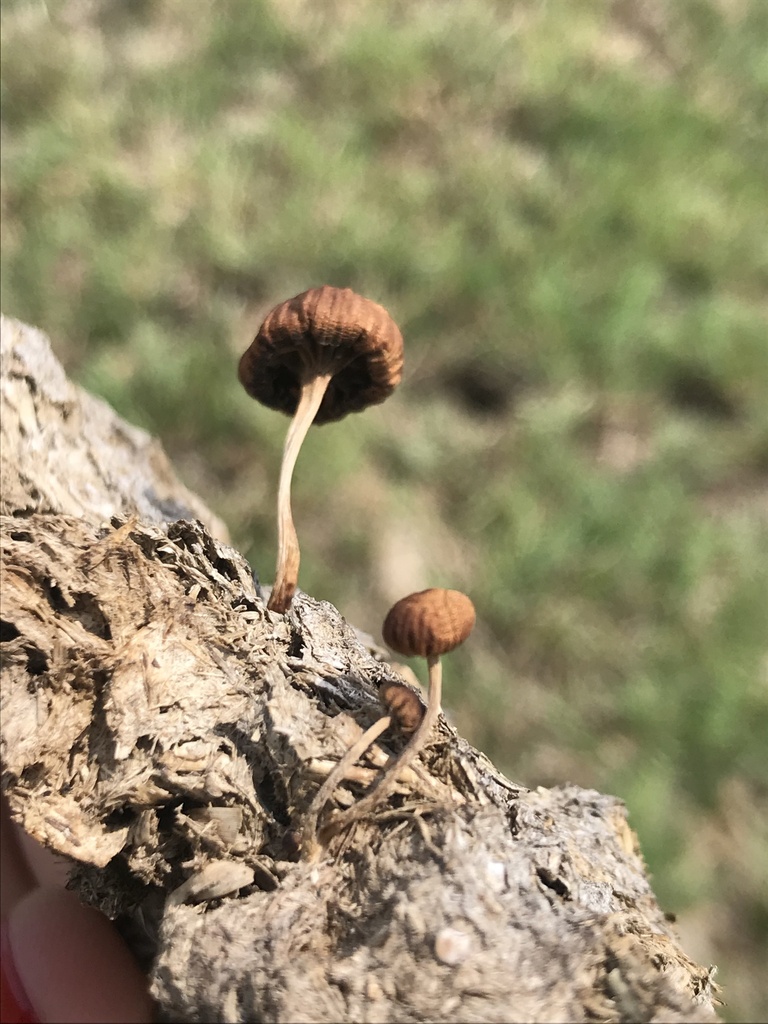 Deconica coprophila · January 2023 · photo: © tutitah (iNaturalist, cc0)