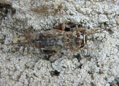 Eumodicogryllus