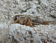 Eumodicogryllus