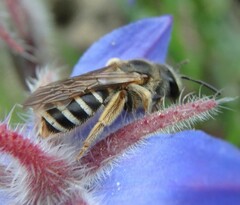Halictus fulvipes