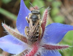 Halictus fulvipes