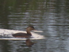 Tachybaptus ruficollis poggei