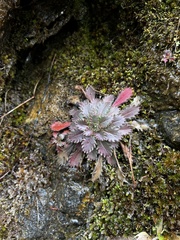 Micranthes petiolaris