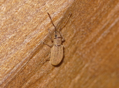 Cyphicerini