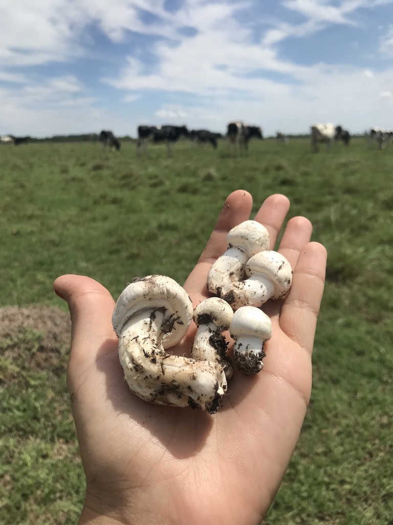 Agaricus campestris · January 2023 · photo: © tutitah (iNaturalist, cc0)