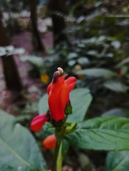 Centropogon vaughianus