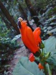 Centropogon vaughianus