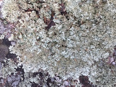 Xanthoparmelia viriduloumbrina