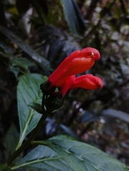 Centropogon vaughianus