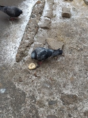 Columba livia domestica