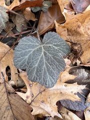 Geum