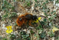Dasyscolia ciliata