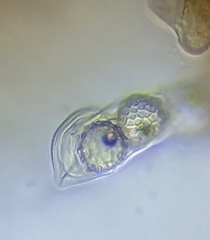 Lamprospora miniata